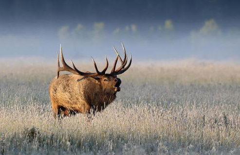 Stone Skipper Lodge - Foto 46