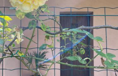 Azalea Appartamenti - Foto 29