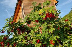 Ferienhäuser Seiffen - Foto 13