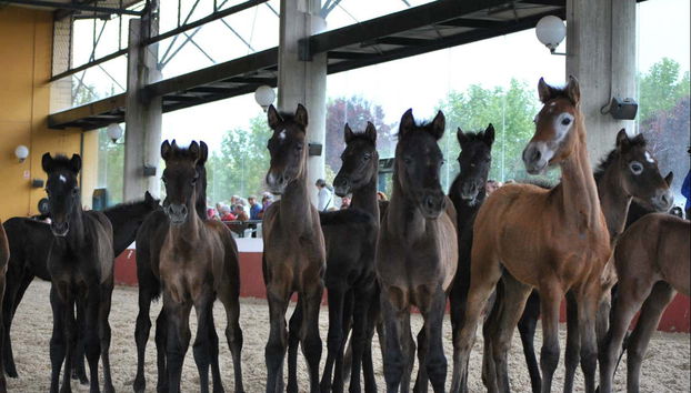 Yeguada de la Cartuja Stud Farm Tour - Foto 4