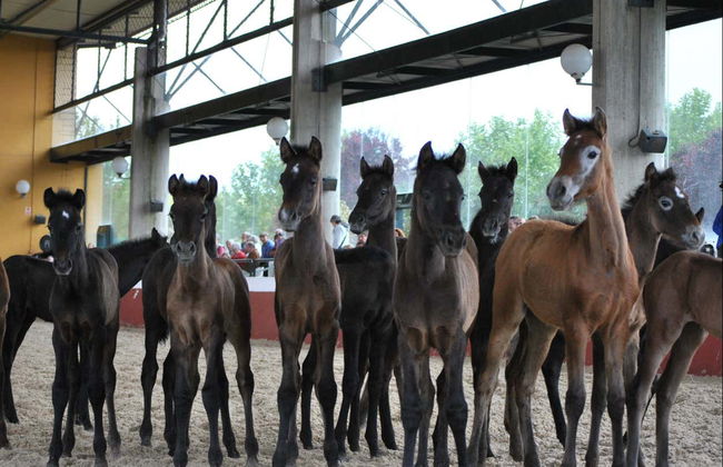 Yeguada de la Cartuja Stud Farm Tour - Foto 4