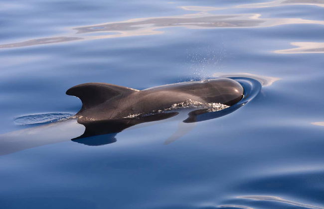Avistamiento de cetáceos en Las Galletas - Foto 5