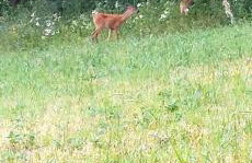 Zielona Dolina - Foto 49