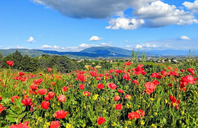 Il Querceto - B&B e Appartamenti Vacanze - Foto 47