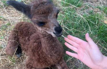 Family friendly house with a parking space Andrijasevci, Slavonija - 24939 - Foto 11