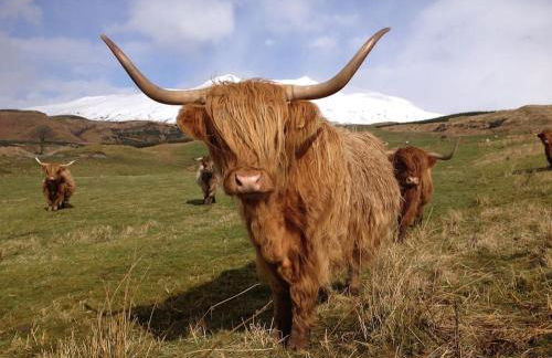 Ballimore Farm Estate - House with heated pool - Foto 24