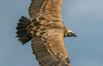 Le cabanon - Foto 22