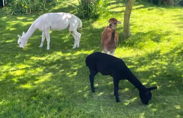 Inselhuuske Fewo I I - Foto 31