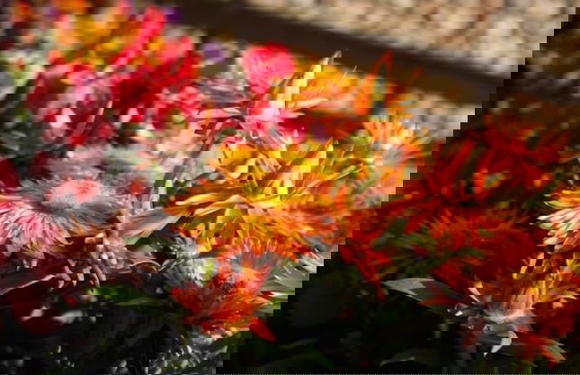 Alpbach Bergwald - Foto 40