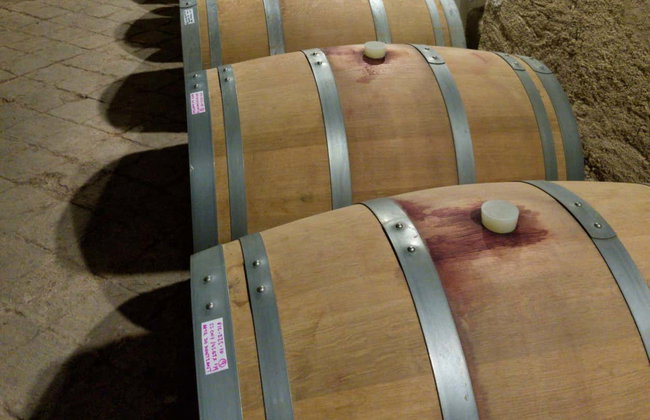 Excursión a una bodega del Priorat - Foto 4