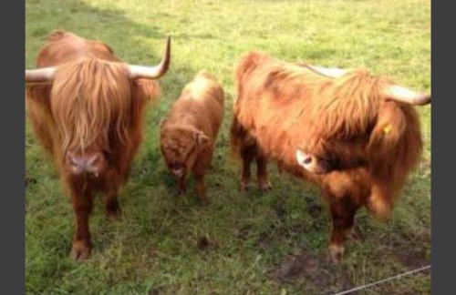 Fewo 13 Ferienwohnung Ziegenheim auf dem Bauernhof - Foto 9