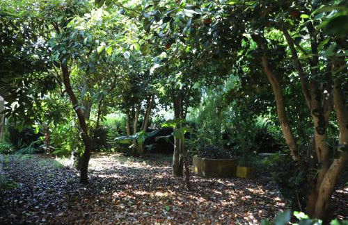 Templo do Río - Foto 38