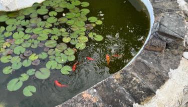 Bruskos Holiday Deluxe - Foto 5, Garden