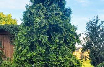 Dom Pod Gruszą - Foto 7