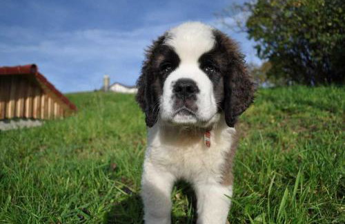 Ferienwohnungen Hansmartihof - Foto 4