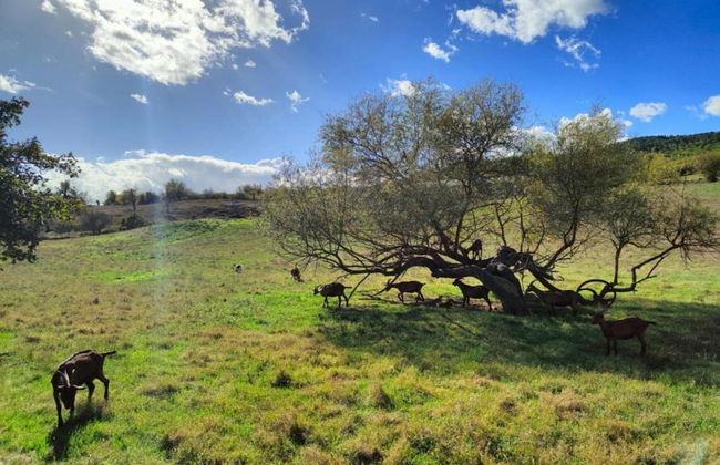 A Vineyard Apartment Retreat - Foto 36