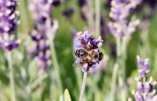 Villa Mi, Rukavac Opatija Riviera - Photo 52