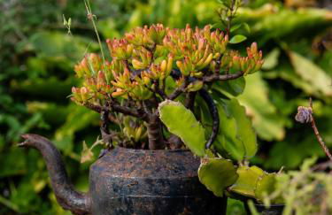 Fisherman's House Azores - Photo 28