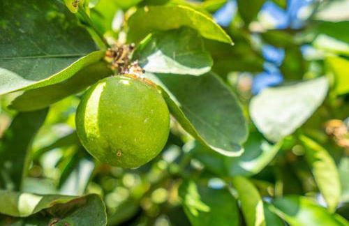 Villa La Laja with 5 bedrooms and sea view - Foto 51