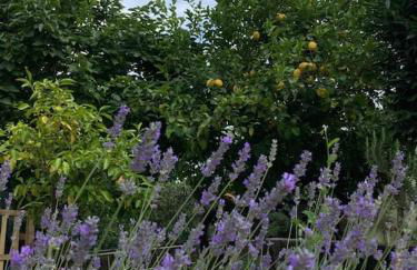 Casa Sisù-Appartamento immerso negli ulivi - Foto 15