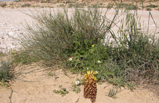 Hadass Desert Inn - Foto 37