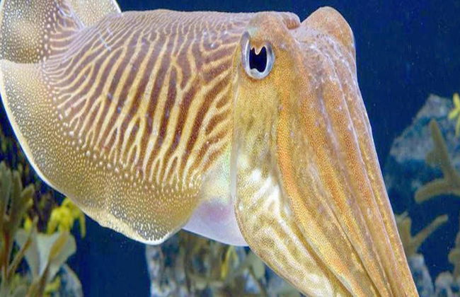 Tour Guiado pelo Mundo dos Cavalos-Marinhos - Foto 7