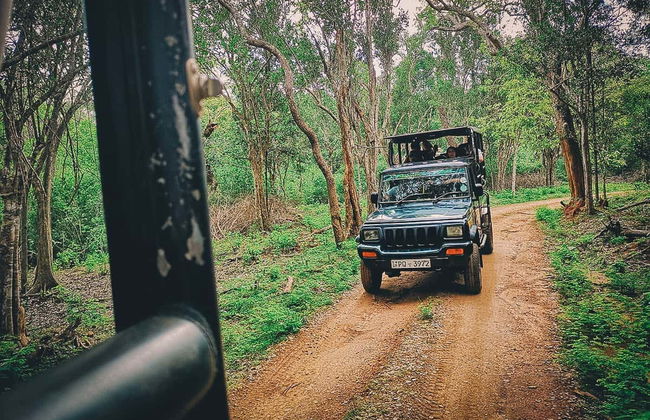 Safari privé dans le parc national de Yala - Photo 3