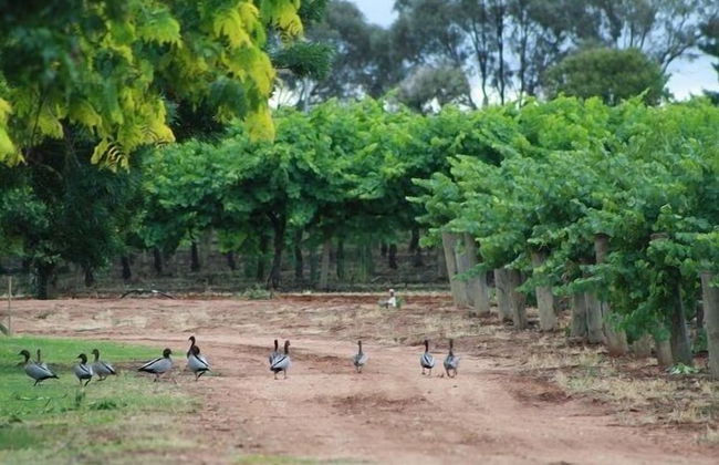 Mundic Waterfront Cottages - Foto 24