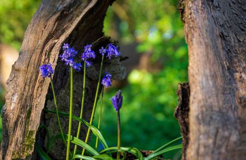 Mulberry Cottage - Photo 32