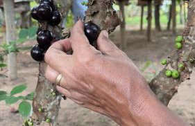 Vale das Rainhas - Photo 18