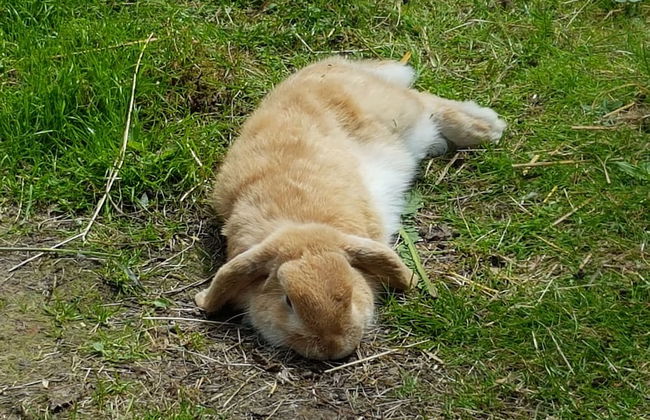 Ostsee-Landhaus - Foto 48