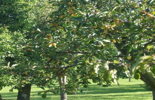 Glamping Tent in the Ardennes - Foto 18