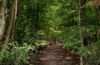 Gîte forêts et lacs - Foto 30