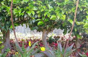 Retiro das Camélias 1 - Foto 48