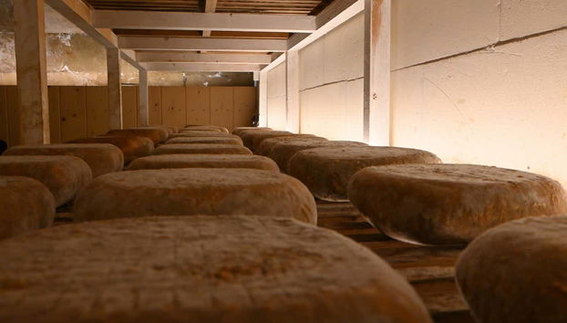 Visit to the Subaida Cheese Factory - Photo 4