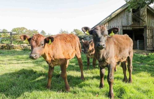 Pandy Farmhouse - Panoramic mountain views within Snowdonia's National Park - 4x4 Only - Foto 28