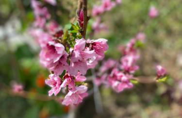 Daniela Apartments - Photo 14