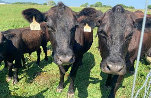 Cozy Farmhouse near Mammoth Cave on 45 acre farm - Foto 11