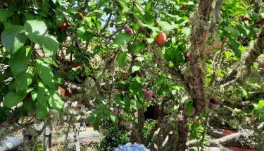 Casa Rural Amapola - Foto 4