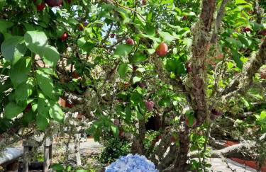 Casa Rural Amapola - Foto 4