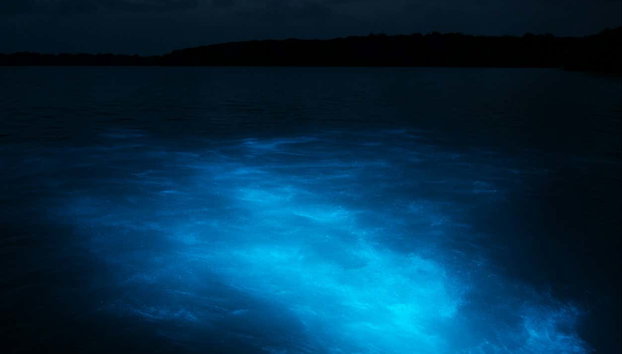 Luminous Lagoon Night Trip - Foto 5