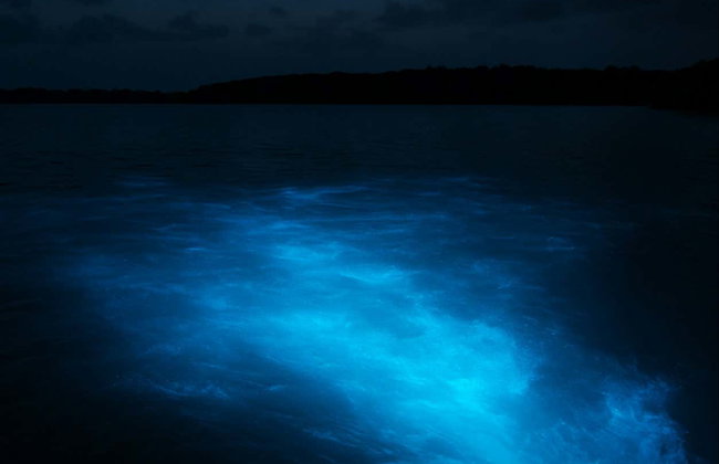 Luminous Lagoon Night Trip - Foto 5