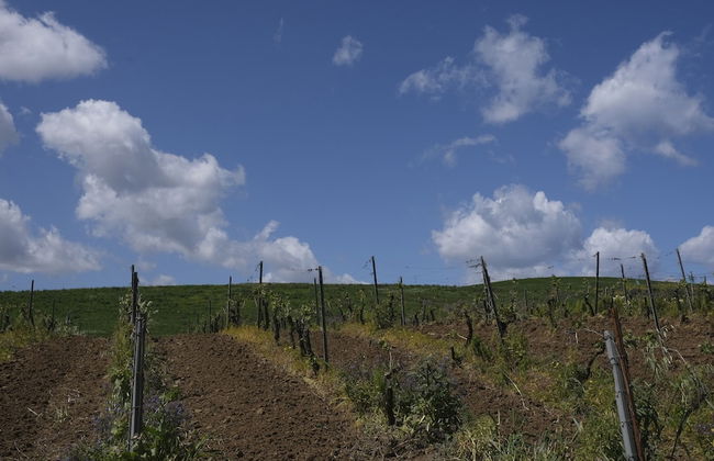 Fattoria Manostalla - Foto 18