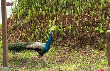 Cantinho da Inês Alojamento Local - Foto 28