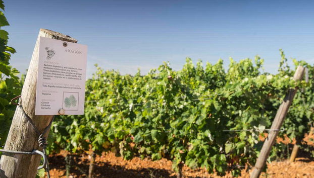 Viñedos de la bodega Gordonzello