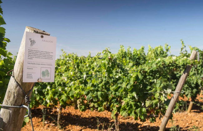 Visita à adega Gordonzello - Foto 3