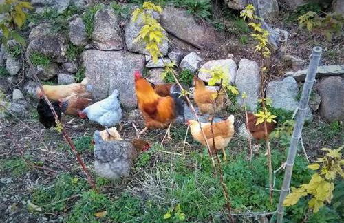 Fragas do Lobo - Casa da Azenha - Foto 36