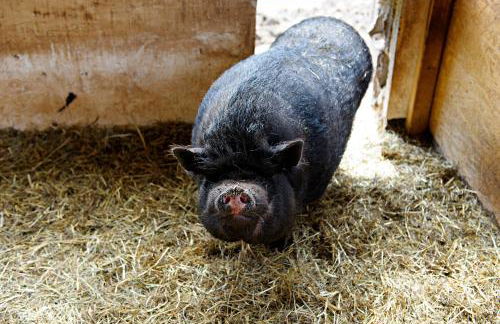 Nengshof Ferienhaus Gänseblümchen - Foto 27