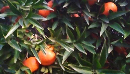 Peter's traditional house - Foto 3