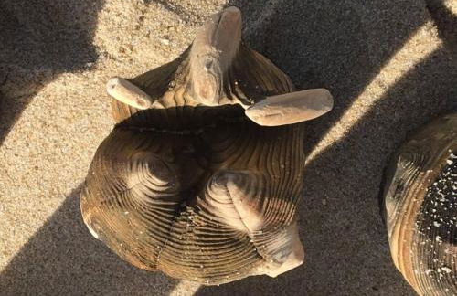 Süderhof Apartment 1 - Foto 31